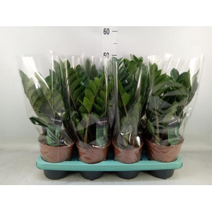 Zamioculcas zamiifolia