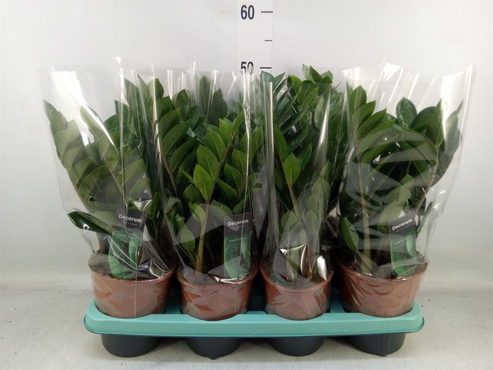 <h4>Zamioculcas zamiifolia</h4>