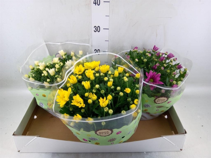 <h4>Chrysanthemum   ..mix 5</h4>