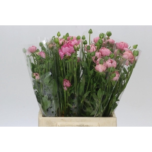 Ranunculus Natura Moderna Venus