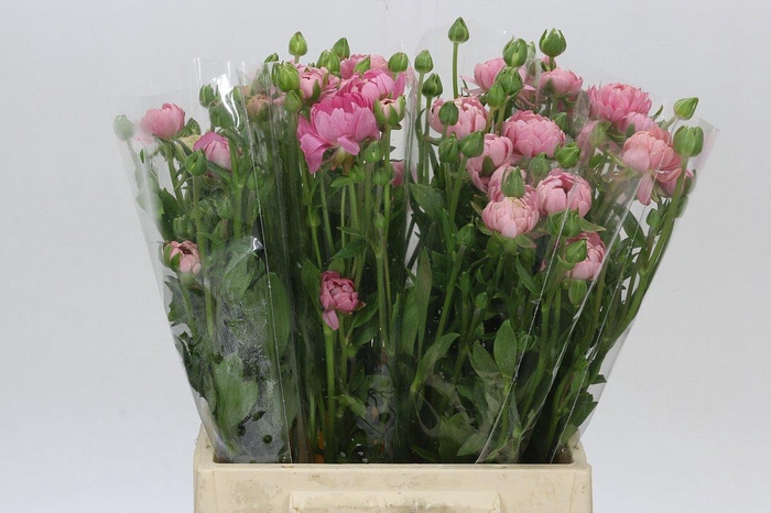 <h4>Ranunculus Natura Moderna Venus</h4>