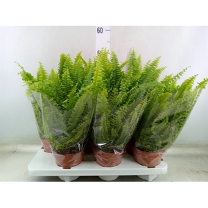 Nephrolepis exal. 'Green Lady'