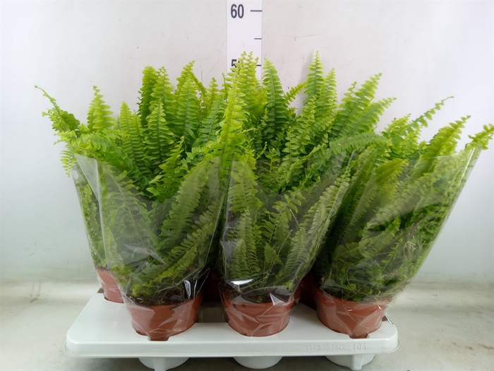 <h4>Nephrolepis exal. 'Green Lady'</h4>