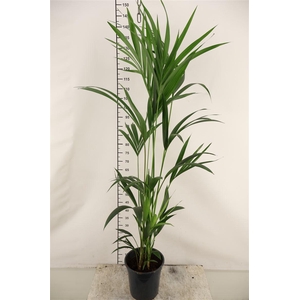 Howea 21 Cm. P. Forsteriana 5 Stek 140- 160 Cm. H.