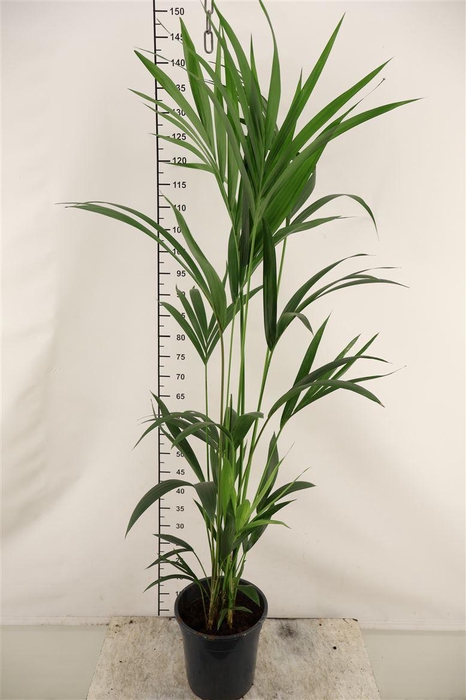 <h4>Howea 21 Cm. P. Forsteriana 5 Stek 140- 160 Cm. H.</h4>