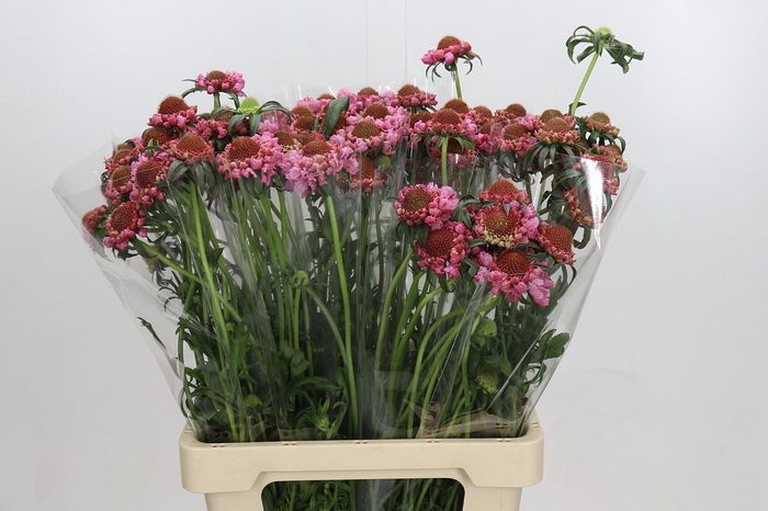 Scabiosa Focal Popsicle