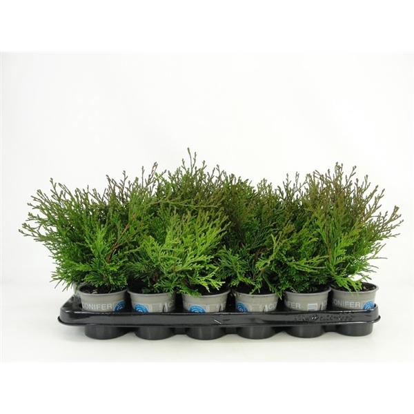 <h4>Chamaecyparis obtusa 'Pygmaea'</h4>