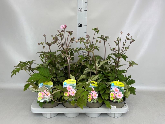<h4>Anemone hupeh.</h4>
