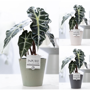 Alocasia Polly in P&PURE Ruby ceramics ass. 3