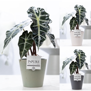 Alocasia Polly in P&PURE Ruby ceramics ass. 3