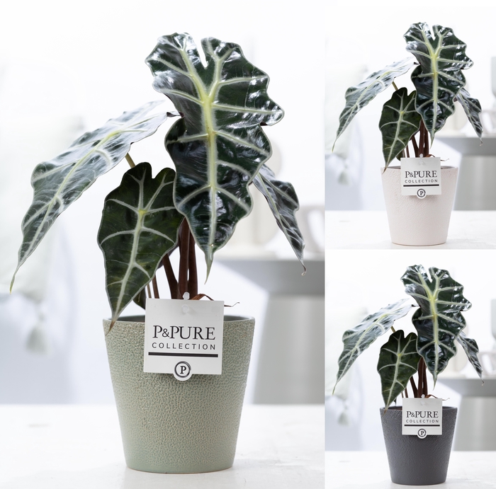 <h4>Alocasia Polly in P&PURE Ruby ceramics ass. 3</h4>