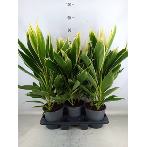 Cordyline fruti. 'Conga'