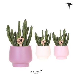 Kolibri Greens Stapelia Leendertziae in Scandic pot pink mix