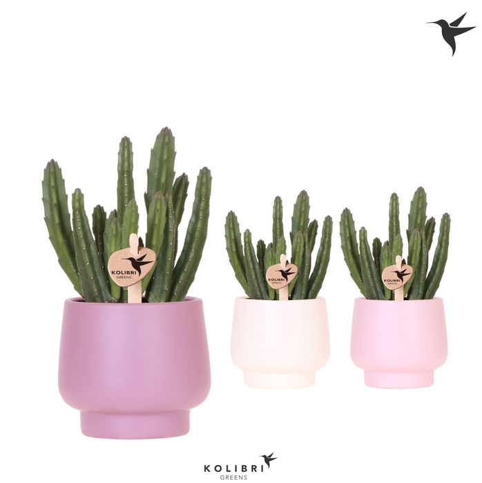 <h4>Kolibri Greens Stapelia Leendertziae in Scandic pot pink mix</h4>