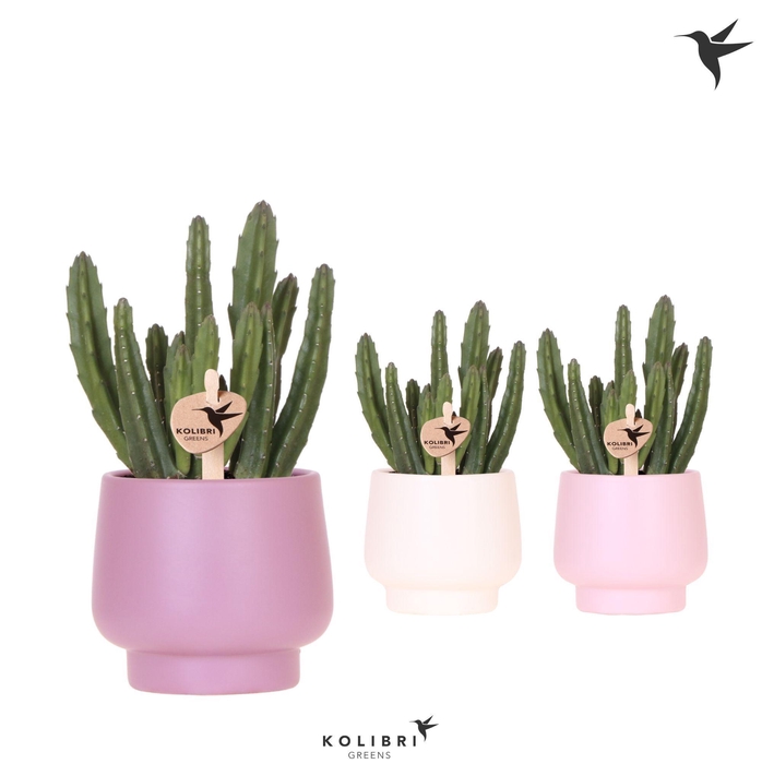 <h4>Kolibri Greens Stapelia Leendertziae in Scandic pot pink mix</h4>