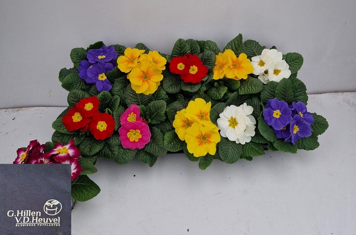 <h4>PRIM AC GEM</h4>