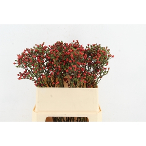 ROSA BELLS HIPHOP 080CM