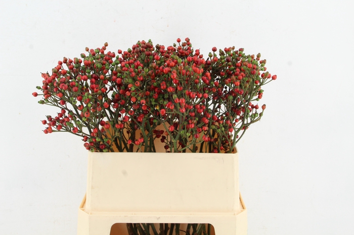 <h4>ROSA BELLS HIPHOP 080CM</h4>