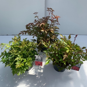 Astilbe mix (in tray)