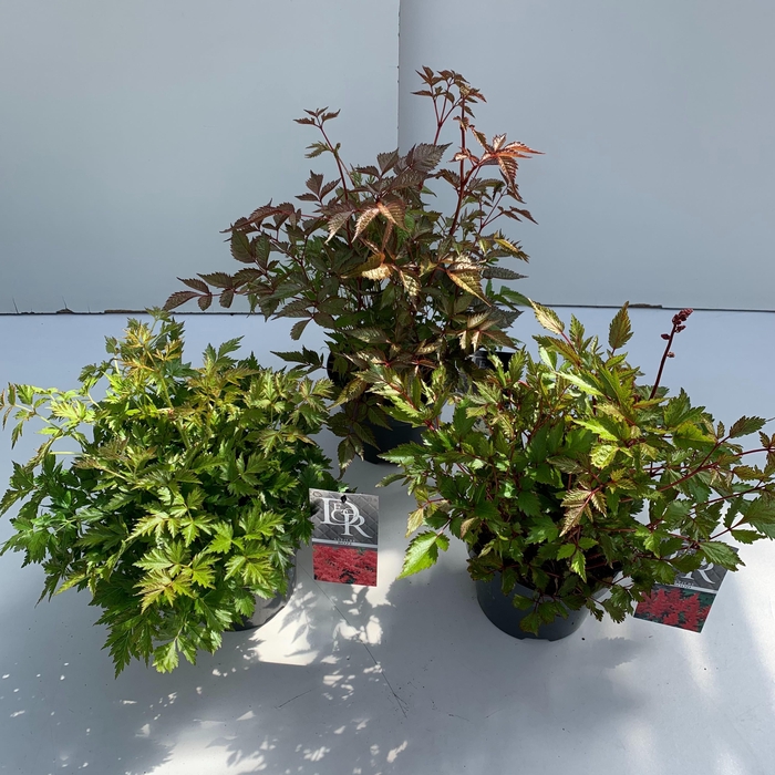 <h4>Astilbe mix (in tray)</h4>
