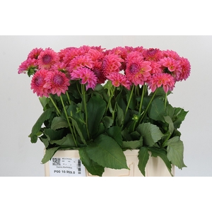 Dahlia Barbados