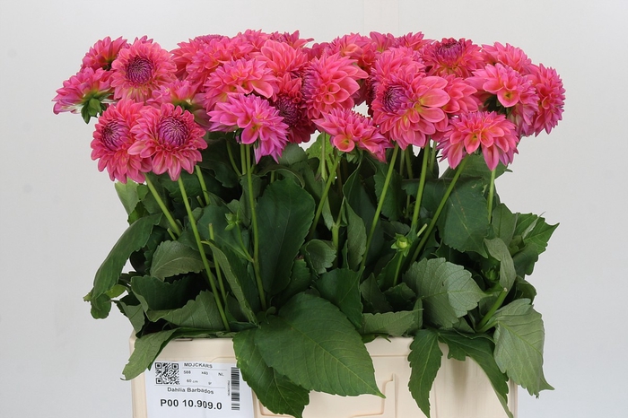 <h4>Dahlia Barbados</h4>