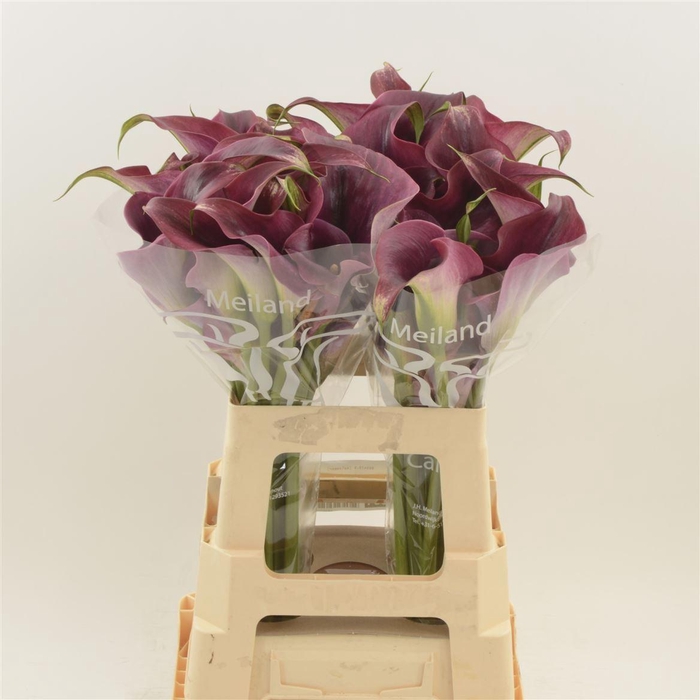 <h4>Calla Promise</h4>