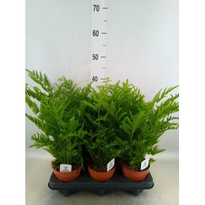Pteris straminea