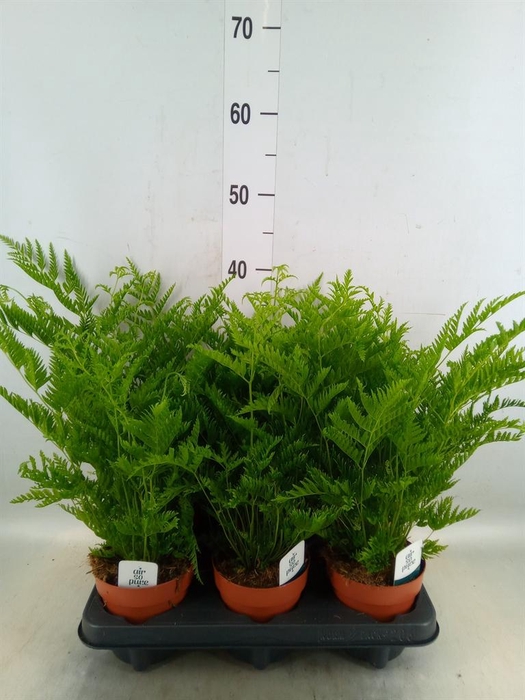 <h4>Pteris straminea</h4>