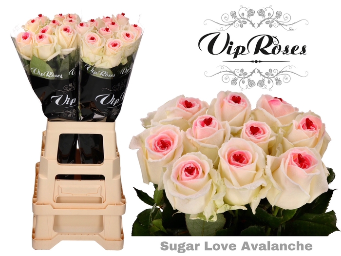 <h4>R GR SUGAR LOVE AVALANCHE x20</h4>