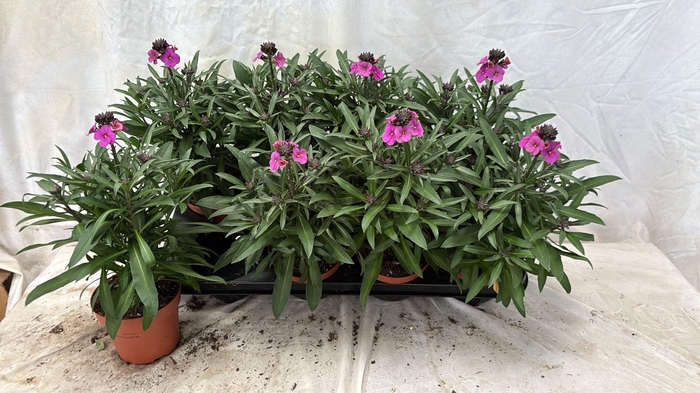 <h4>ERYS LINIFOLIUM</h4>