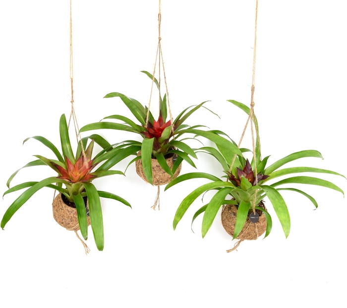 <h4>Kokodama 12 cm Bromelia mix</h4>
