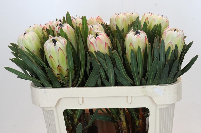 Protea White Night