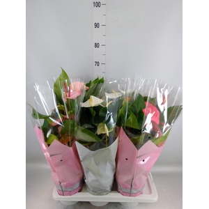 Anthurium   ...mix 4