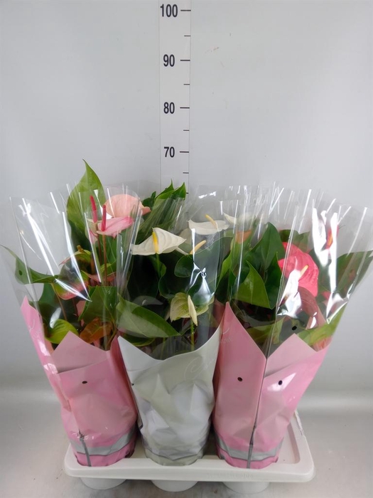 <h4>Anthurium   ...mix 4</h4>