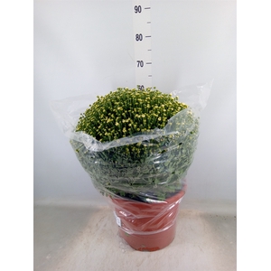 Chrysanthemum   ..GR