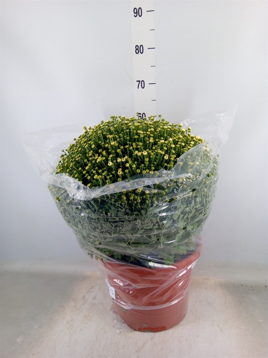 <h4>Chrysanthemum   ..GR</h4>