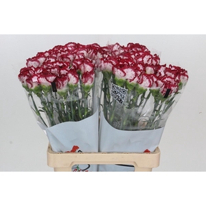 Dianthus St Bacarat