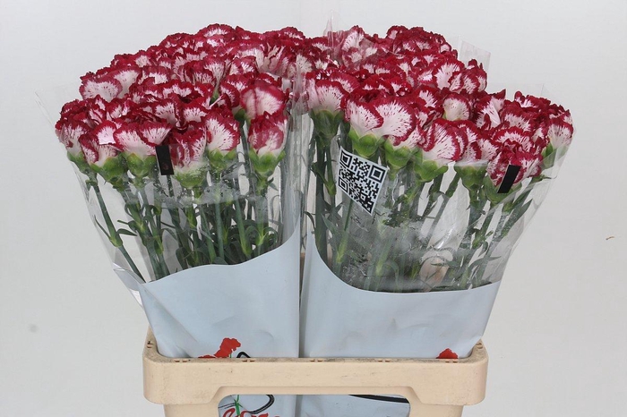 <h4>Dianthus St Bacarat</h4>