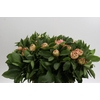 Paeonia Lois Choice