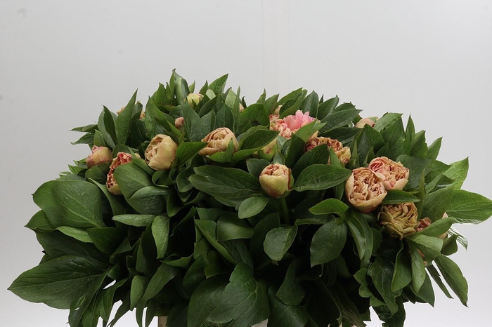 Paeonia Lois Choice