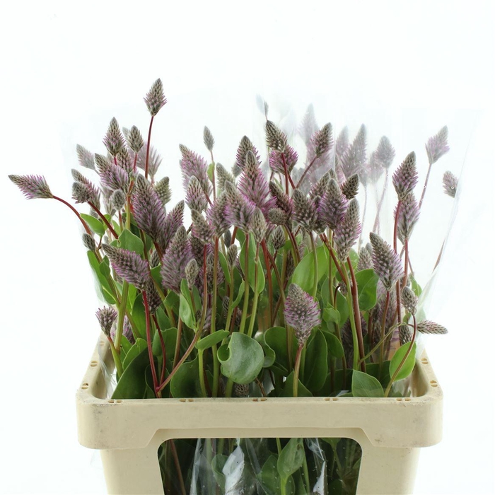 <h4>Ptilotus Ex Matilda</h4>