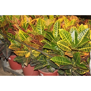 CROTON HIBRIDO PETRA P24