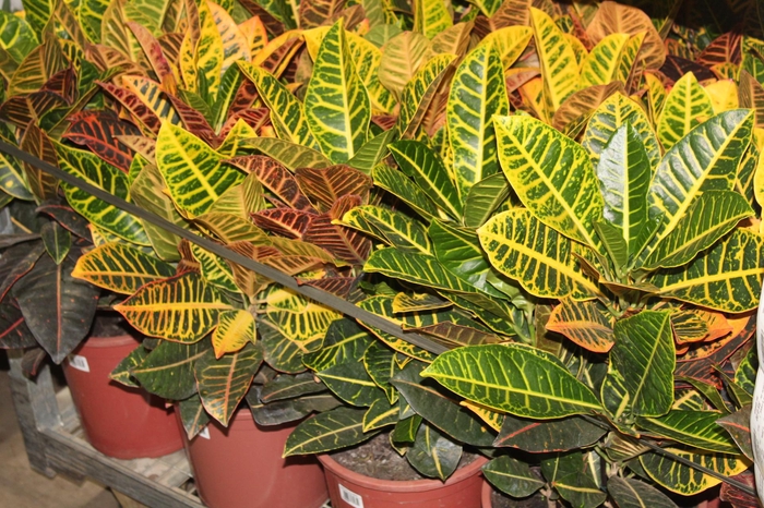 <h4>CROTON HIBRIDO PETRA P24</h4>