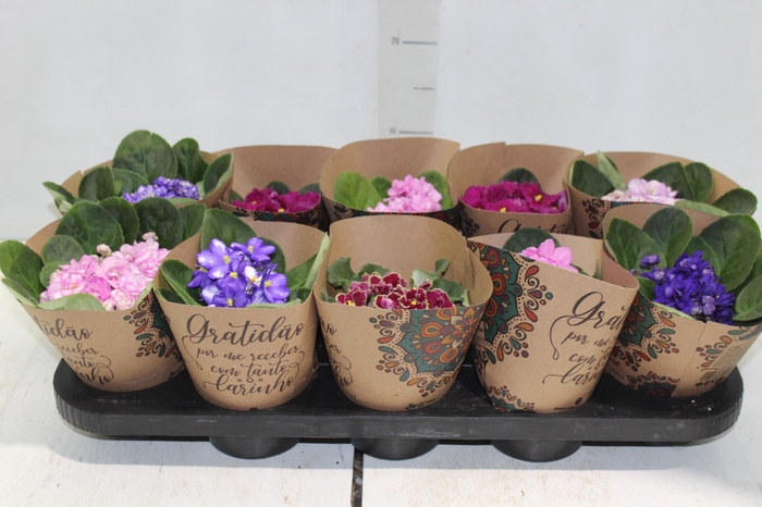 <h4>VIOLETA P11</h4>