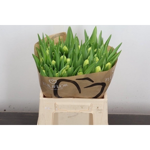 Tu Du Yello Margarit