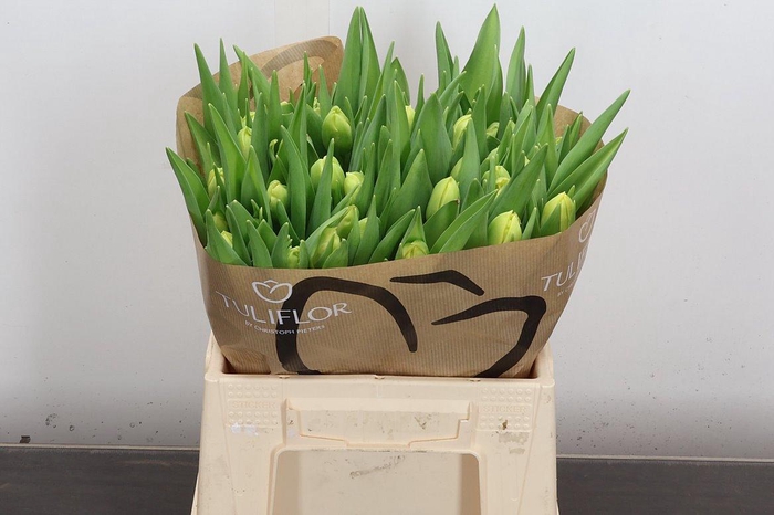 <h4>Tu Du Yello Margarit</h4>