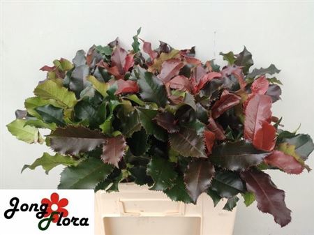 <h4>Phot Mag Volcano 50 Cm</h4>