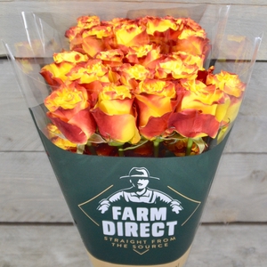 R GR SUNSET X-PRESSION