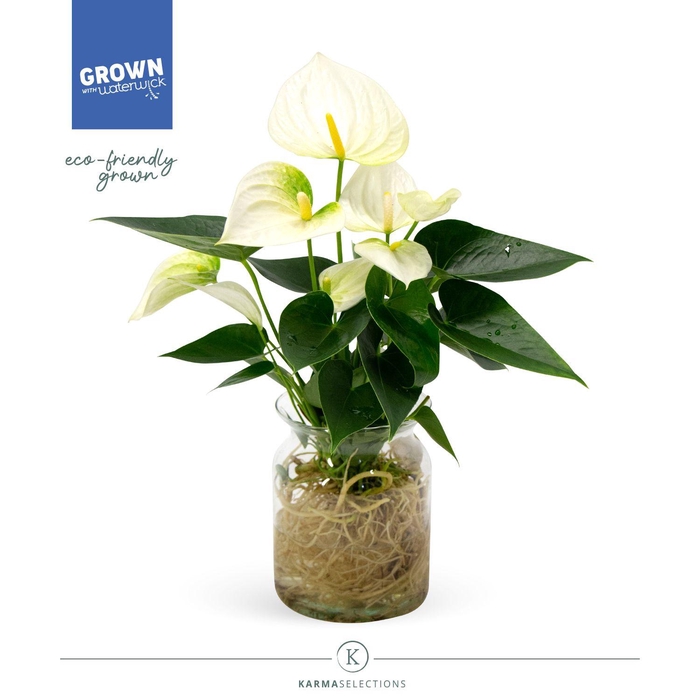 <h4>Mimesis Anthurium KARMA White - Aqua di Karma Melkbus</h4>